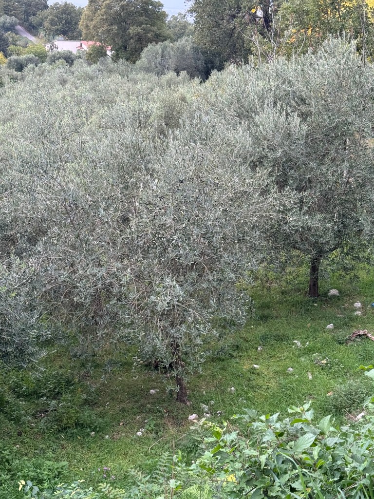 First glimpse of live olive trees