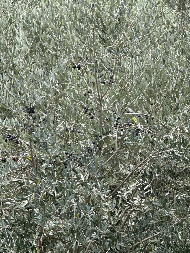 Zoomed in on the ripe olives
