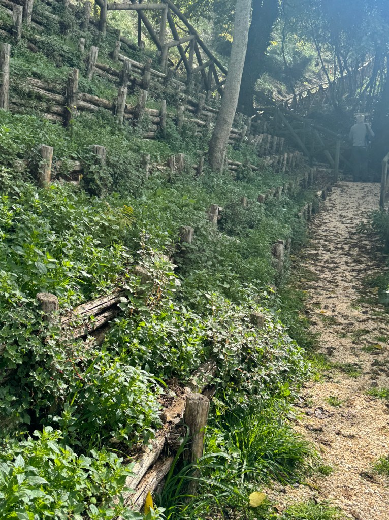 Trail beside olive tree farm